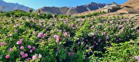 برداشت گل محمدی از ۶۵۰ هکتار باغات استان یزد