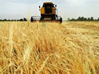 افزایش ۳۰ درصدی برداشت جو در شهرستان سبزوار