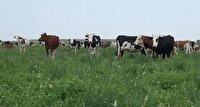 مراتع سرسبز گلستان ،نوید سالی پر بار برای دامداران