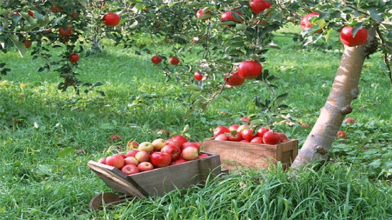 بهره برداری از اولین باغ میوه تبریز