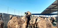 بردسکن الگوی کشوری توسعه شترداری