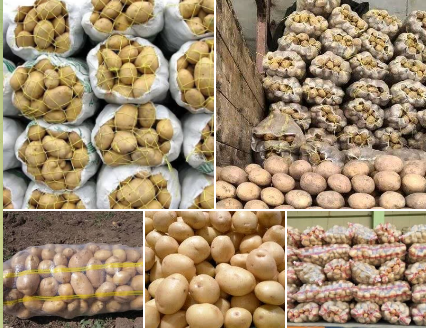 صادرات سیب‌زمینی پاییزه انباری چهارمحال و بختیاری
