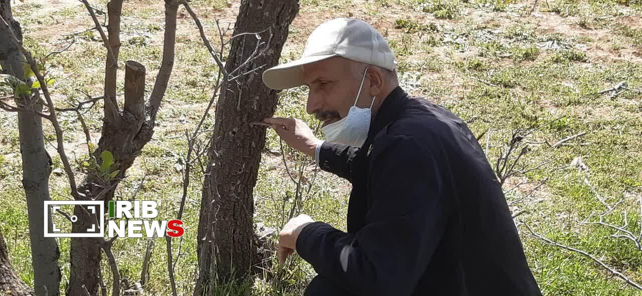 هشدار خشکیدگی بلوط‌ها در پیرجد خرم‌آباد