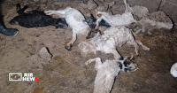 سیلِ مغان، ۲۰۰ رأس دام سبک را بلعید
