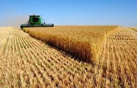 آغاز خرید تضمینی گندم در خراسان جنوبی