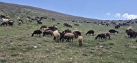 خروج دام‌های غیرمجاز از منطقه اثر طبیعی ملی تنگه واشی فیروزکوه