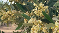 خودنمایی شکوفه های زیتون در باغات طارم