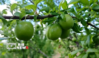 میوه پرطرفدار بهاری؛ گوجه سبز اسلام آباد در بازار استان اردبیل