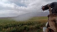 مبارزه با آفت سن غلات در میامی