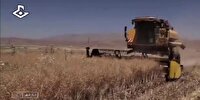 نان کلزا کاران دره‌شهر، صد در صد به روغن افتاد