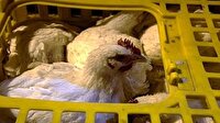 توقیف ۲ خودروی حامل مرغ و گوشت منجمد بدون مجوز در بروجرد