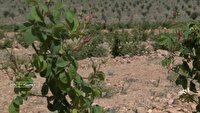 رونق کشت گیاهان دارویی در استان سمنان