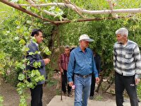 افزایش دما و احتمال اوج‌گیری آفت مگس مدیترانه‌ای در باغات  استان یزد