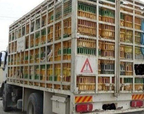 کشف ۳ تن مرغ خارج از شبکه توزیع در ایوان کشف ۳ تن مرغ خارج از شبکه توزیع در ایوان