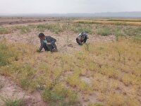 آغاز برداشت زیره سبز در شهرستان فیروزه