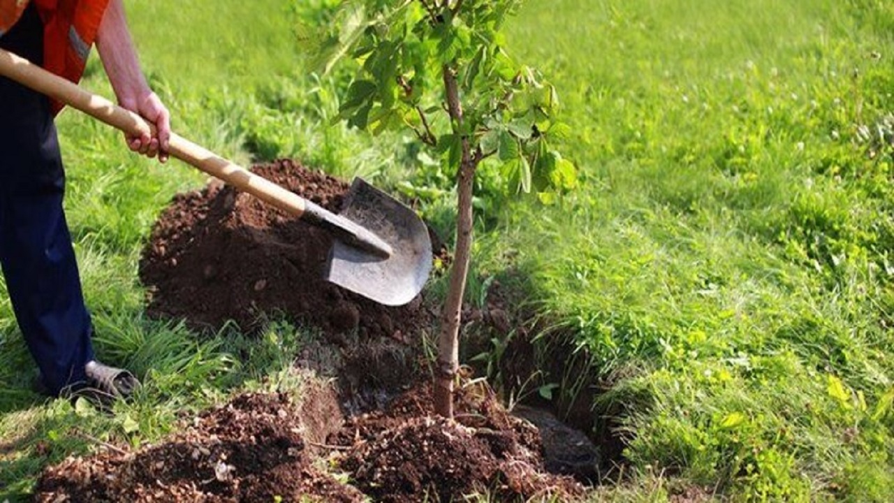 کاشت بیش از ۵۰۰ نهال در روستای گوران طالقان