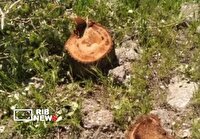 دستگیری قاتل درختان در بیشه‌زار چگنی لرستان