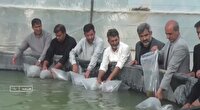 رها سازی پست لارو میگوی وانامی در استخر
