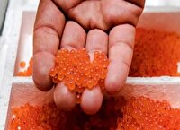 افزایش ۴۰ درصدی تولید تخم ماهی قزل‌آلا در اردبیل