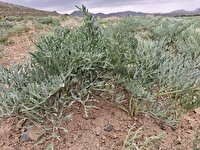کاشت موفقیت آمیز گیاه آنغوزه در اراضی دیم مروست