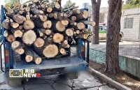 توقیف خودروی حامل چوب قاچاق در بروجرد