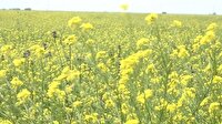 کلزای بی رمق در مزارع گلستان؛ کشاورزان گلایه کردند