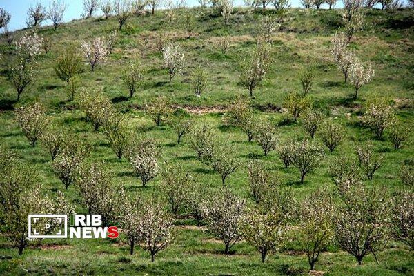 سرشاخه‌کاری ۱۱۰۰ هکتار از باغهای آذربایجان‌شرقی