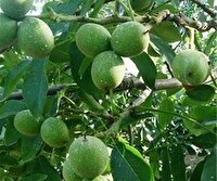 ارسال نهال گردوی پیوندی گواهی‌شده از همدان به ۲۳ استان