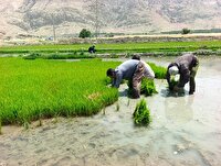 آغاز نشاء برنج در چرام