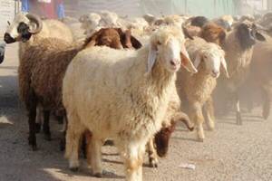 هر گونه جابه‌جایی دام فاقد پلاک ممنوع است