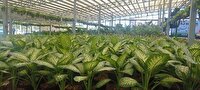 افتتاح بازار بزرگ گل در قزوین
