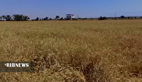 خرید بیش‌از ۷۱ هزار تن گندم از کشاورزان بوشهری 