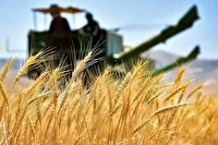 خرید بیش از یک میلیون و ۳۰۰ هزار تن گندم از کشاورزان خوزستانی