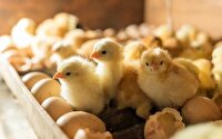 جوجه‌ریزی ۳.۷ میلیون قطعه‌ای در خراسان جنوبی