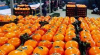 صادرات ۱۵۲ هزار تنی مرکبات و کیوی مازندران