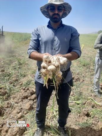 برداشت کشت آبی موسیر در روستای چنارحمام خرم‌آباد