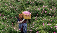 فعالیت چهار واحد فرآوری گل محمدی در ملایر