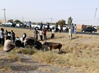 کشف احشام سرقتی در پی واژگونی خودرو در رودبارجنوب