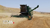 آغاز برداشت گندم از مزارع آبدانان