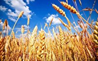 پیش‌بینی برداشت ۸۰۰ هزار تُن گندم در آذربایجان غربی