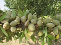 صادرات ۱۸۷ تن بادام از چهارمحال و بختیاری