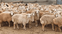 اختصاص ١۵٧ میلیارد تومان تسهیلات برای فعال‌سازی واحد‌های پرواربندی در خراسان جنوبی