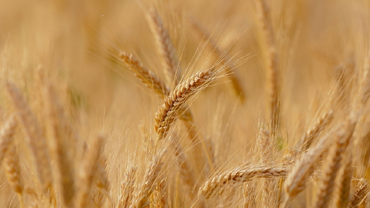 آغاز خرید تضمینی گندم در خداآفرین