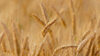 آغاز خرید تضمینی گندم در خداآفرین