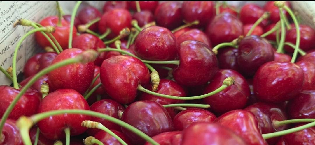 آغاز برداشت گیلاس از ۸ هزار و ۶۰۰ هکتار باغات ساوجبلاغ