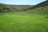 تولید سالانه ۶۲۵ هزار تن علوفه از مراتع گسترده کردستان