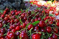 برگزاری جشنواره گیلاس فشند