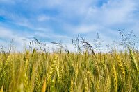 آغاز برداشت جو در استان قزوین