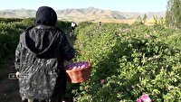 از خاک آهکی تا عطر گل محمدی؛ بانوی کارآفرین مهابادی، رویایی را به ثمر نشاند