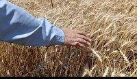 آغاز جمع‌آوری زکات گندم در نکا